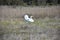 Landing Great Egret With Feathers on Wings Ruffled