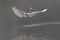 Landing great white egret egretta alba in mist on water