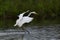 Landing great white egret egretta alba spread wings, feet in w