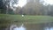 Landing of a Group of White Water Birds, Cattle Egret - Bubulcus Ibis, in Lake