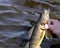 Landing a hooked Walleye