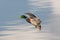 Landing mallard (Anas platyrhynchos)