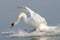 Landing Mute swan - cygnus olor
