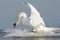 Landing Mute swan - cygnus olor