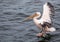 Landing pelican in the Atlantic Ocean at Walfis Bay in western Namibia