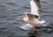 Landing pelican in the Atlantic Ocean at Walfis Bay in western Namibia