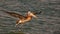 Landing Peruvian Pelican