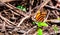 Landing refuge: green leafs in the middle of the dry branches