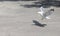 Landing seagull