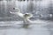 Landing swan on frozen lake