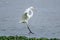 Landing White pond Heron