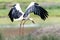 Landing White Stork