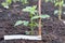 Landing a young raspberry plant in garden