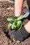 Landing a young sweet pepper