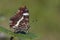 Landkaartje, Map butterfly, Araschnia levana prorsa