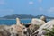 Landmark `Grandfather and Grandmother` on the beach Koh Samui island, Thailand