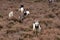 Landrace goats on the moor