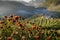 Landscape of 2000 Tea Plantation Field with fog in morning at Doi Ang Khang ,Chiangmai ,Thailand.