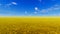 Landscape 3d render. field and blue sky in background. Yellow flower with blue sky. Ukraine flag like picture.