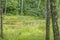 Landscape with an abandoned lake turning into a swamp in the forest