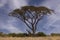 Landscape of Acacia Tree and Giraffe in the Safari