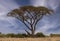 Landscape of Acacia Tree and Giraffe in the Safari