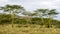 Landscape of Acai Trees with cloudy blue sky in background