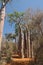 Landscape with Adansonia grandidieri baobab tree in Reniala national park, Toliara, Madagascar