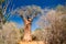 Landscape with Adansonia grandidieri baobab tree in Reniala national park, Toliara, Madagascar