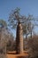 Landscape with Adansonia grandidieri baobab tree in Reniala national park, Toliara, Madagascar