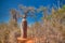 Landscape with Adansonia grandidieri baobab tree in Reniala national park, Toliara, Madagascar