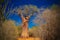 Landscape with Adansonia grandidieri baobab tree in Reniala national park, Toliara, Madagascar