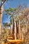 Landscape with Adansonia grandidieri baobab tree in Reniala national park, Toliara, Madagascar