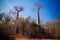 Landscape with Adansonia rubrostipa aka fony baobab tree in Reniala reserve , Toliara, Madagascar