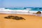 Landscape of Adraga sandy beach with stones, Portugal coast of Atlantic ocean