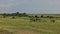 Landscape of the African savannah. Green grass and shrubs.