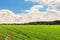 Landscape Agricultural field background with green young plants growing on bright sunny day. Forest belt line and blue cloudy sky