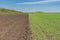 Landscape with an agricultural field divided on two section - arable one and winter crops one