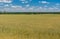 Landscape with agricultural field with unripe wheat near Dnipro city,  Ukraine