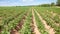 Landscape with agricultural fields in sunny weather. A field of potatoes in the countryside.