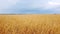 Landscape agriculture. Yellow wheat stalks. Flying over beautiful natural wheat field.