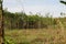 Landscape of Albizia chinensis trees