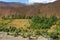 The landscape of Alborz mountains with Apricot garden