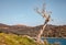 Landscape in Alentejo and the hill Village Monsaraz