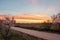 landscape of almond blossom at sunrise (prunus dulcis