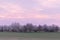 landscape of almond blossom at sunrise (prunus dulcis