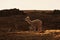 Landscape with an alpaca in Peru