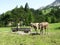 Landscape of the Alps in Liechtenstein