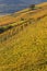 Landscape of Alsace vineyards near Turckheim