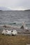 A landscape amongst the islands south of Ushuaia, Argentina, in spring.